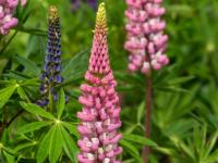Lupine pink